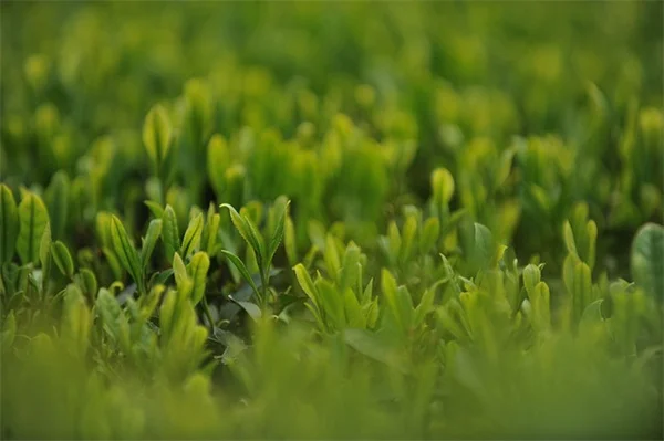 蜂鳥を呼びたいならこのつる植物8選！育て方のコツも紹介