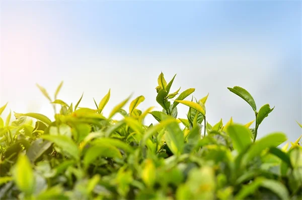 Transform Your Lawn Into a Wildlife Haven: A Micro Prairie Guide