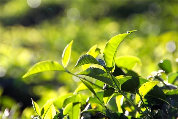 Top Shade Perennials That Come Back Every Year