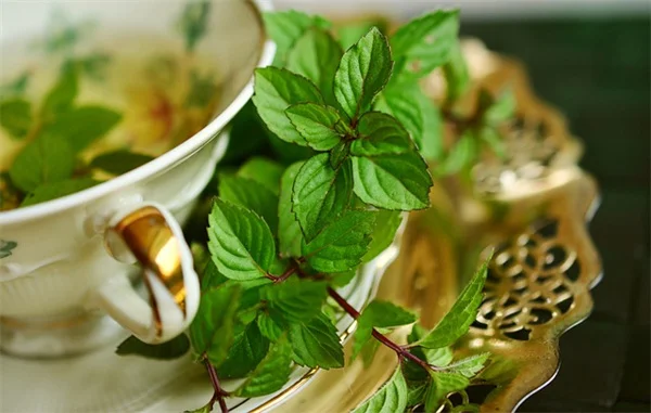 What Makes a Microclimate? 5 Key Factors That Change Your Garden